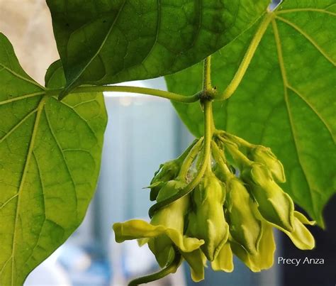 bagbagkong|Telosma Cordata: Cowslip Creeper Vine and Its .